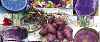 Лилави картофи