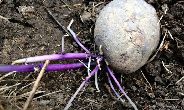 Покълнала грудка