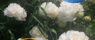 Цветя през юни