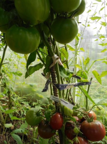 Букет от плодове от сорта Микадо Блек