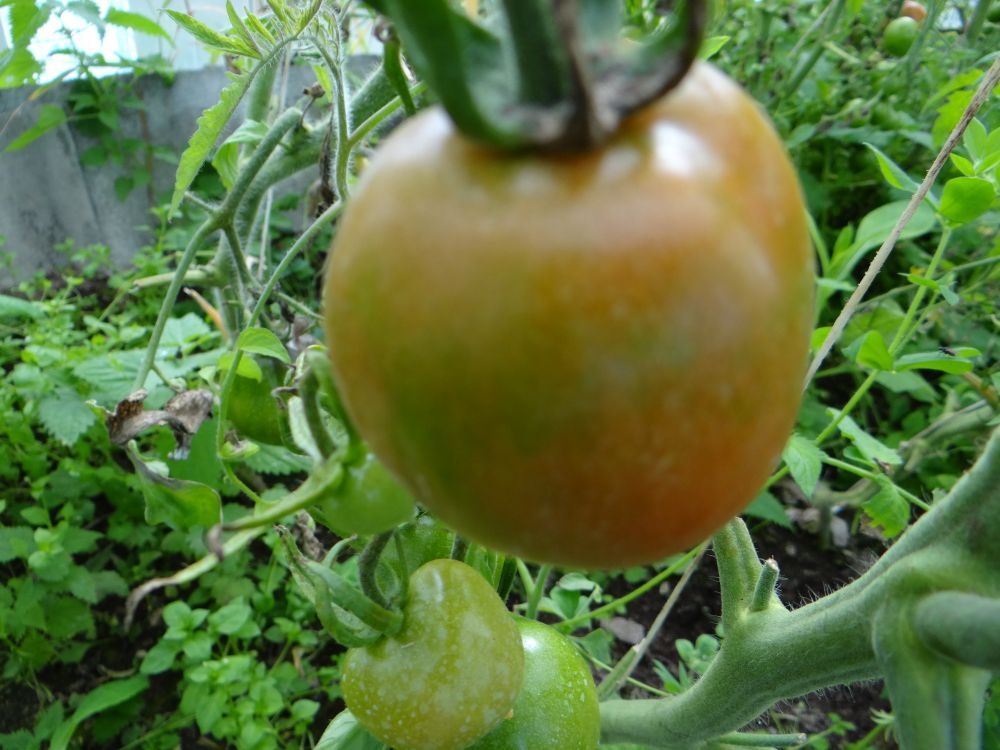 Узряване на червените плодове Микадо 5