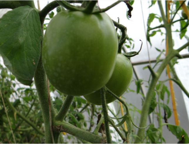 Зелен доматен сорт Микадо червен