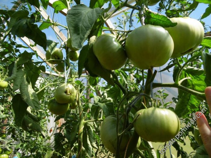 Мощни храсти Храсти от сорта домати Микадо оранжево