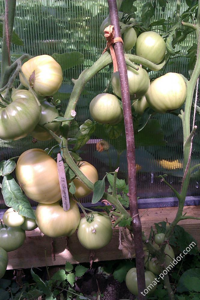 Зелени плодове от сорта портокал Микадо Букет оранжеви домати Микадо