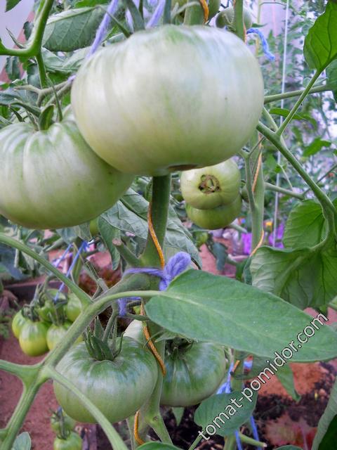 Големи зелени плодове Зелените плодове на сорта домати Микадо са оранжеви.