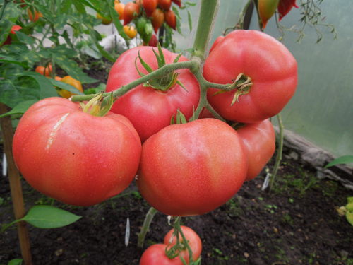 Розов сорт Микаодо