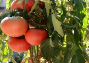 Четка за домати Mikado Sibiriko