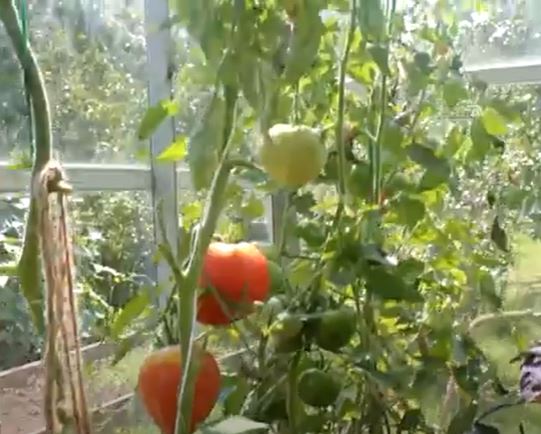 Микадо от сибирска селекция