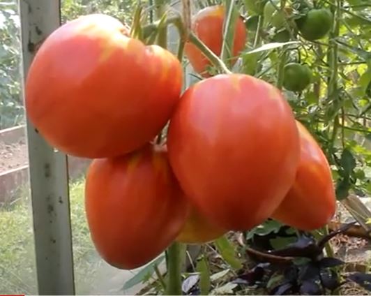 Плодове от сорта Микадо Сибирико