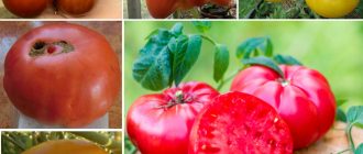 Сорт домати Микадо