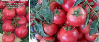 Сорт домати Малинова Лиана