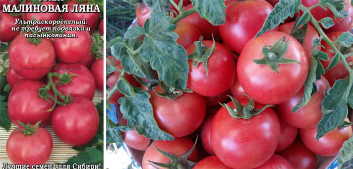 Сорт домати Малинова Лиана