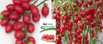 Сортът на марката Partner, Raspberry Flame