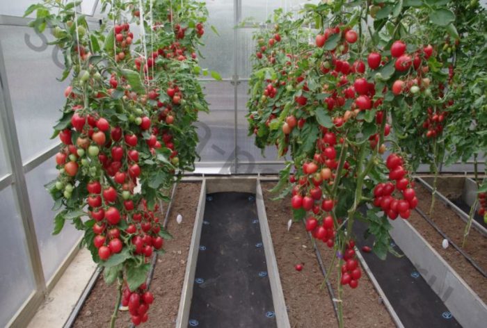 Θάμνοι της ποικιλίας Raspberry Flame