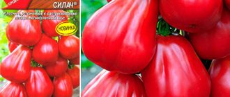 Домат Малина Стронгмен