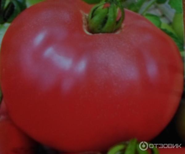 Месест розов домат