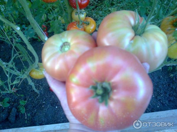 Големи розови домати Розово Микадо