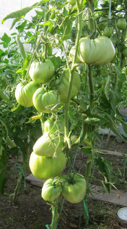 Зелени домати