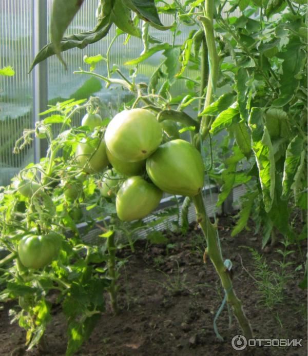 Едри плодове от сорта домати Микадо Сибирико Големи зелени плодове