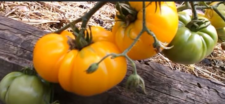 Плодове от жълтия сорт Микадо