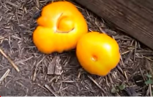 Жълти домати