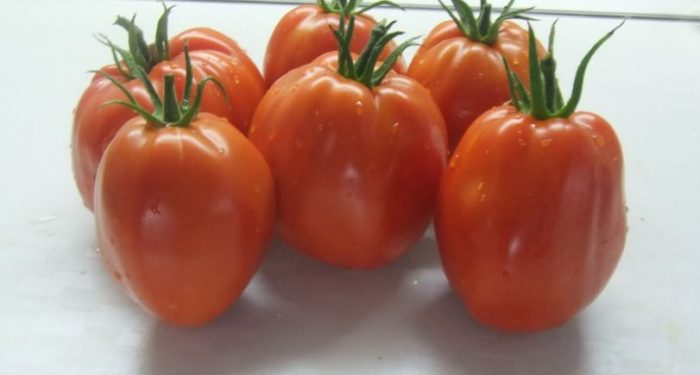 Ντομάτες της ποικιλίας βαρελιού Minusinsky