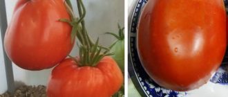 Домат от бъчва Минусинск