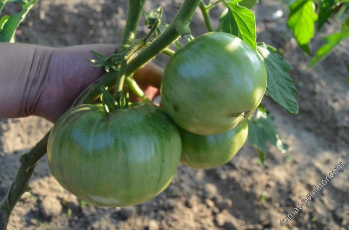 Жълти неузрели домати