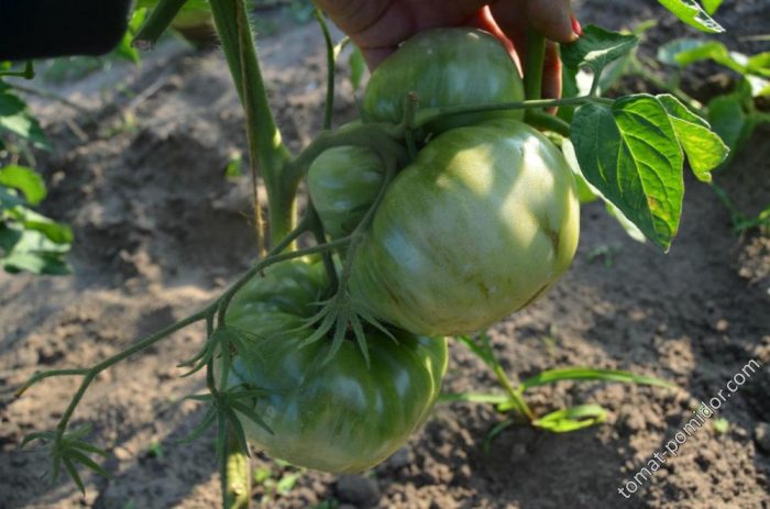 Минусинският гигант на храст