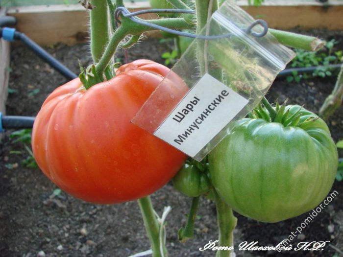 Разнообразие от топки Минусинск