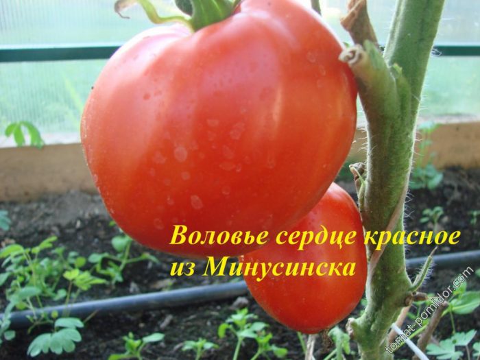 Сортът „Волско сърце“ от Минусинск