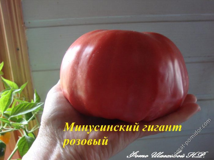 Сорт Минусинский гигант