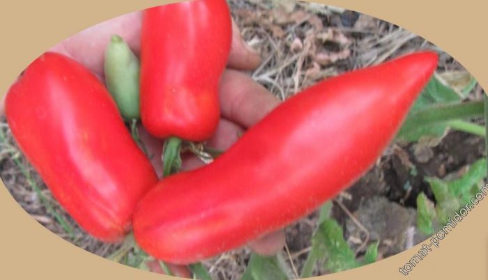 Минусинска с форма на пипер