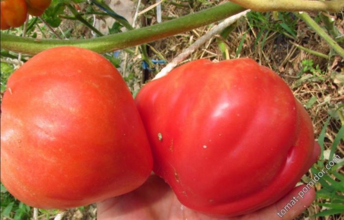 Големи плодове