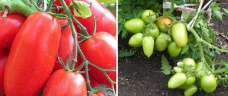 Сорт домати Сибирска тройка