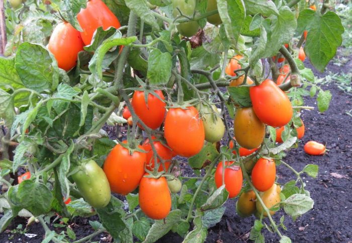 Ντομάτα Σιβηρική Τρόικα