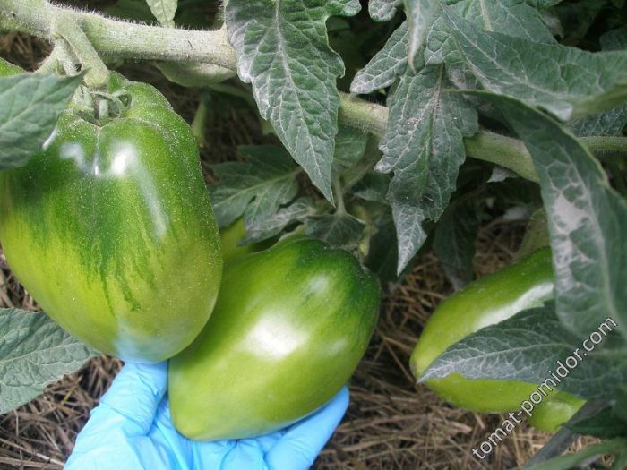 Πράσινα φρούτα της ποικιλίας Σιβηρίας Τρόικα