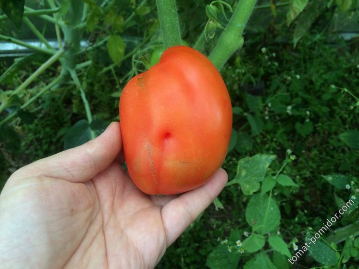 Καρπός της ποικιλίας ντομάτας Σιβηρίας Τρόικα