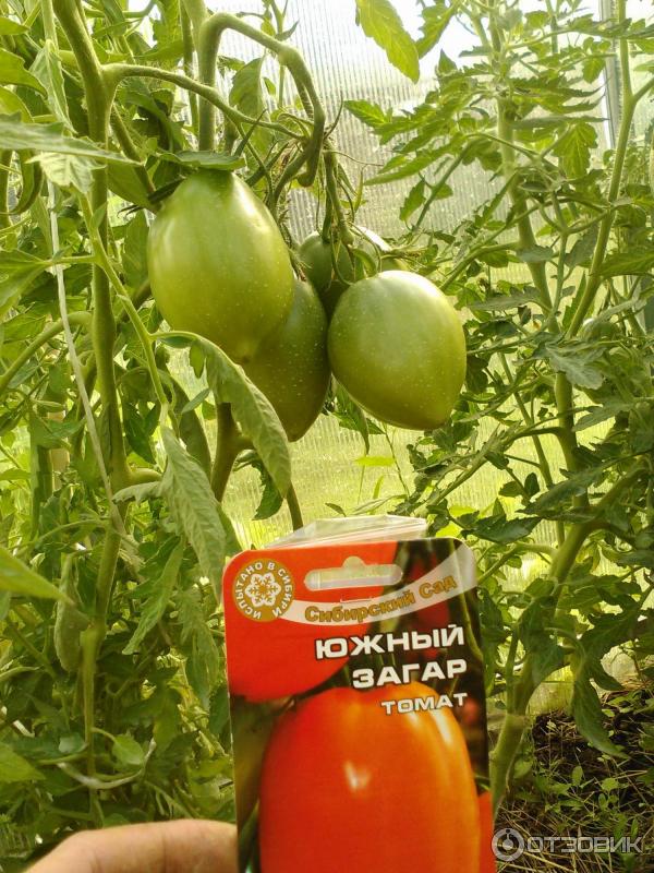 Σύγκριση δύο ποικιλιών