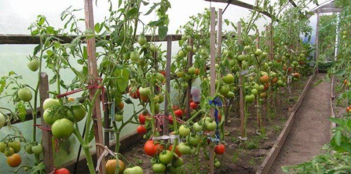 Засаждане на домати в оранжерия