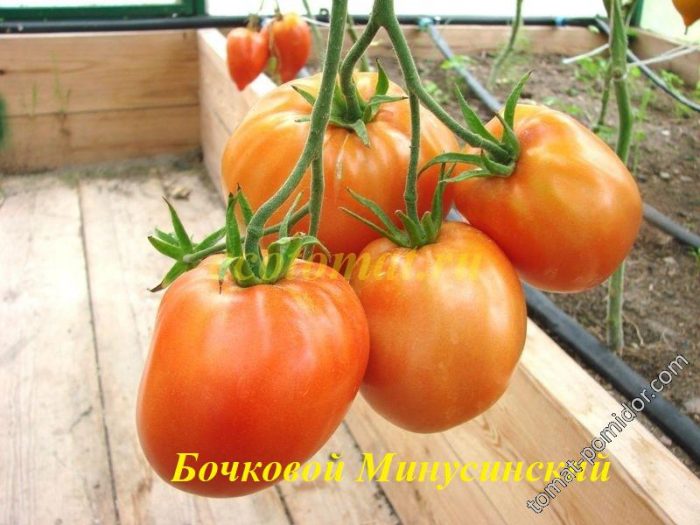 Ντομάτα Μπότσκοβα της Νατάλια