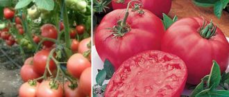 Сорт домати Малина Вискаунт