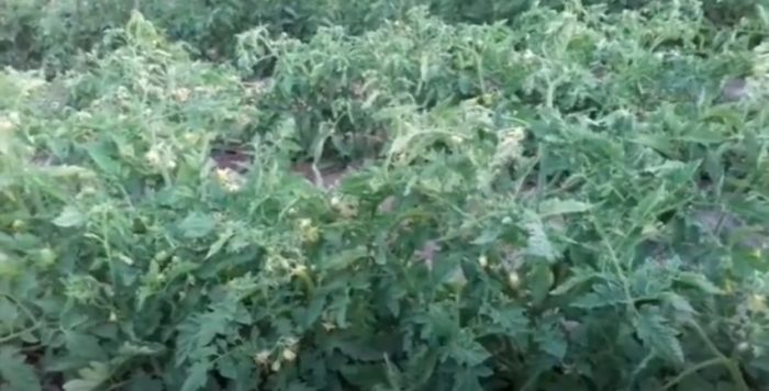 Определени храсти