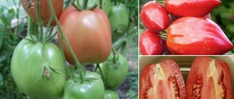 Домат сорт Минусински бикове