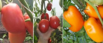 Разнообразие от очила в Минусинск