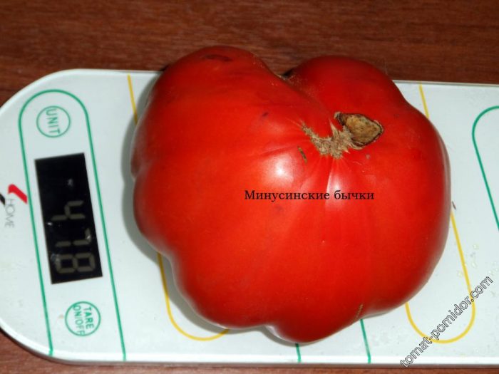 Домати с едри плодове