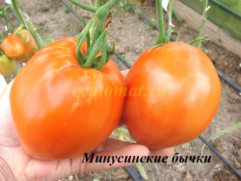 Узряване на храста