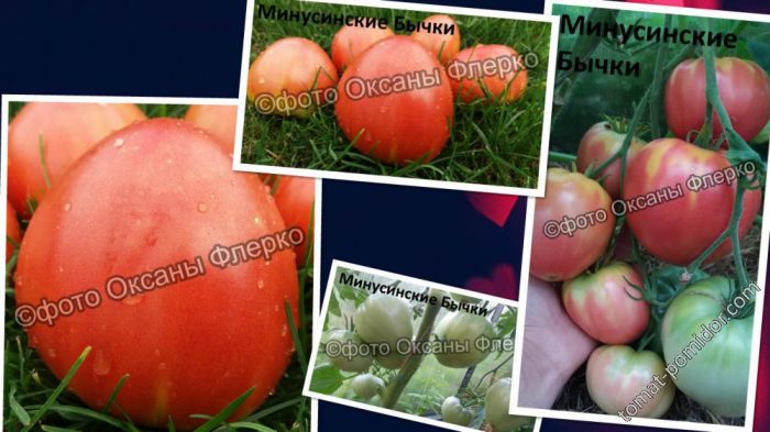 Минусински бикове от Оксана