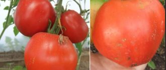 Доматен сорт Minusinsky home