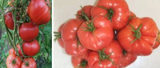 Домати от сорта Яблочен Минусинский